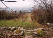 Krásny pozemok s vinicou nad obcou Vinné