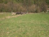 Pozemok na predaj Borinka 9900m2