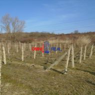 Obrábaný vinohrad Škridláky medzi Pezinkom a Limbachom - 26 árov