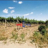 Vinica na predaj - Modra 2400 m2
