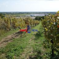 Čiastočne obrábaný vinohrad 9 árov medzi Svätým Jurom a Račou, lokalita Bolnáre, k.u. Vajnory,