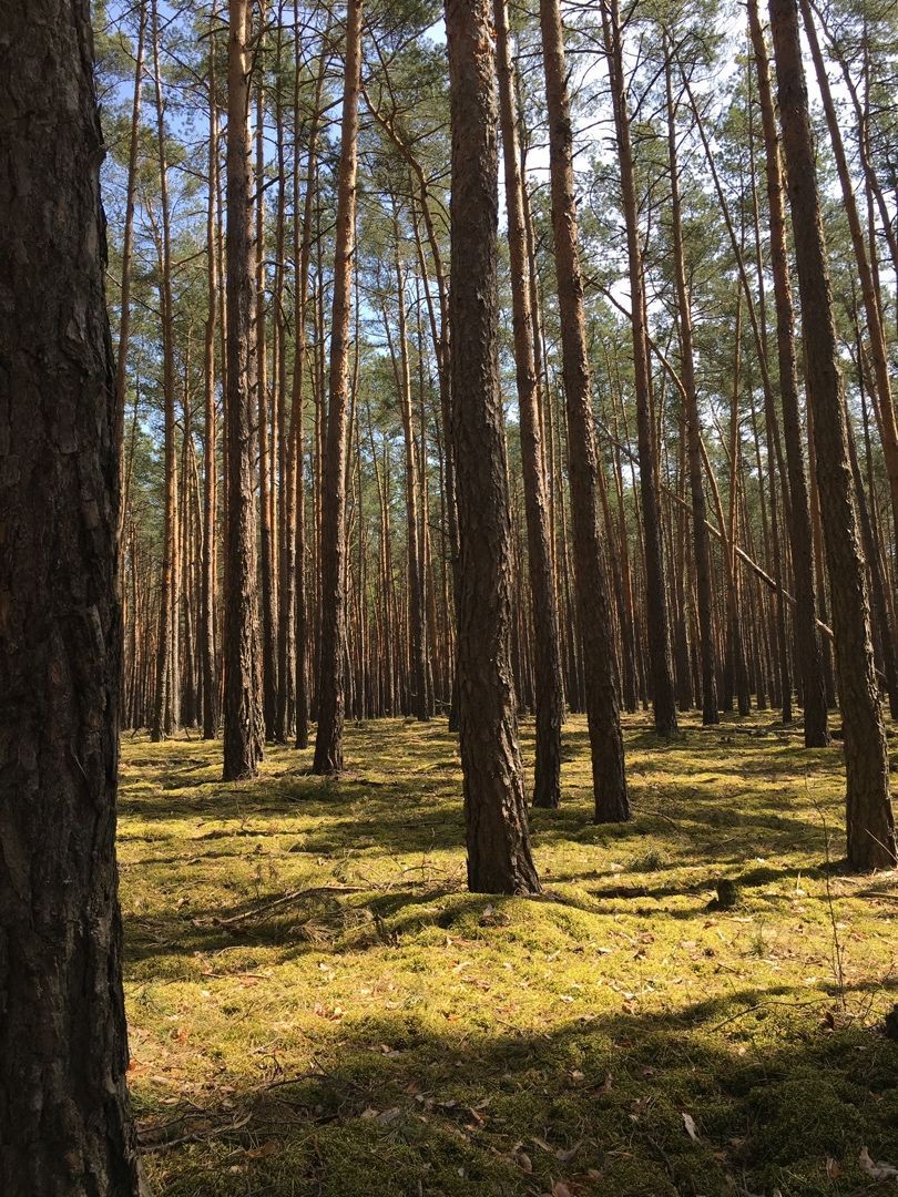 Záhrada v romantickom prostredí v oblasti Tančiboky