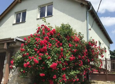 Areté real, Predaj priestranného rodinného domu s 1094 m2 pozemkom vo výbornej lokalite v Modre