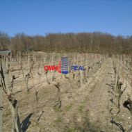 Obrábaný vinohrad Modra lokalita nad ulicou Ferdinanda Píseckého - 2650 m2
