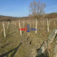 Obrábaný vinohrad medzi Modru a Dubovou - 2230 m2