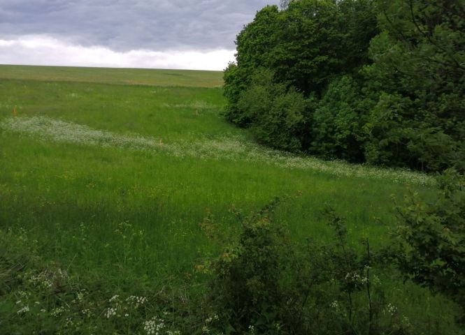 Pozemky, trvalý trávnatý porast - Košariská - Fotografia 1 