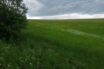 Pozemky, trvalý trávnatý porast - Košariská - Fotografia 5 
