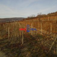 Neobrábaný vinohrad Rača - lokalita Kamilková ul - 36,5 árov, šírka 15 metrov, aj ako investícia