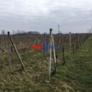 Obrábaný vinohrad Vištuk, lokalita na Polánke - 1015 m2