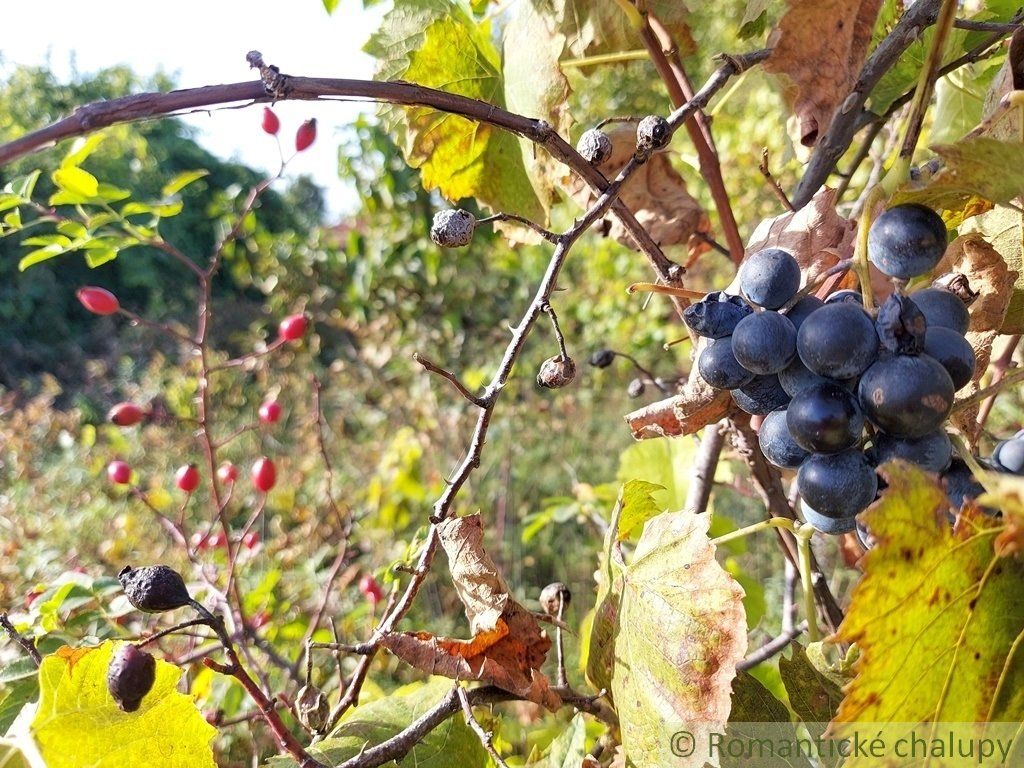 515 m2 pozemok v kľudnej časti podunajskej vinárskej dedinky Moča