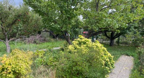 Prenájom záhrady s domčekom na Bojníckej ulici - začiatok lokality Žabí majer