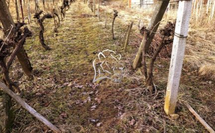 Vinica s pivničným domčekom na predaj