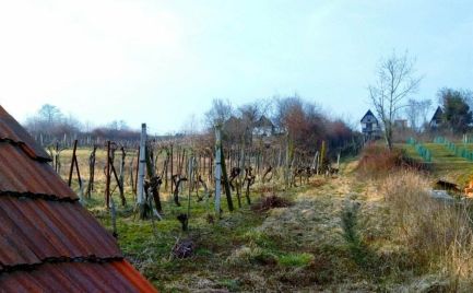 Vinica s pivničným domčekom na predaj.