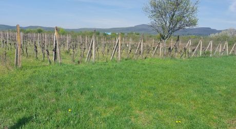 PONÚKAME NA PREDAJ OBHOSPODAROVANÚ VINICU s rodiacim viničom - 5739m2