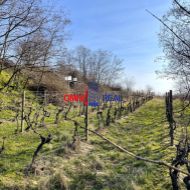 Pekne obrábaný vinohrad Limbach, lokalita Mitlberg - Grefty,  21 árov