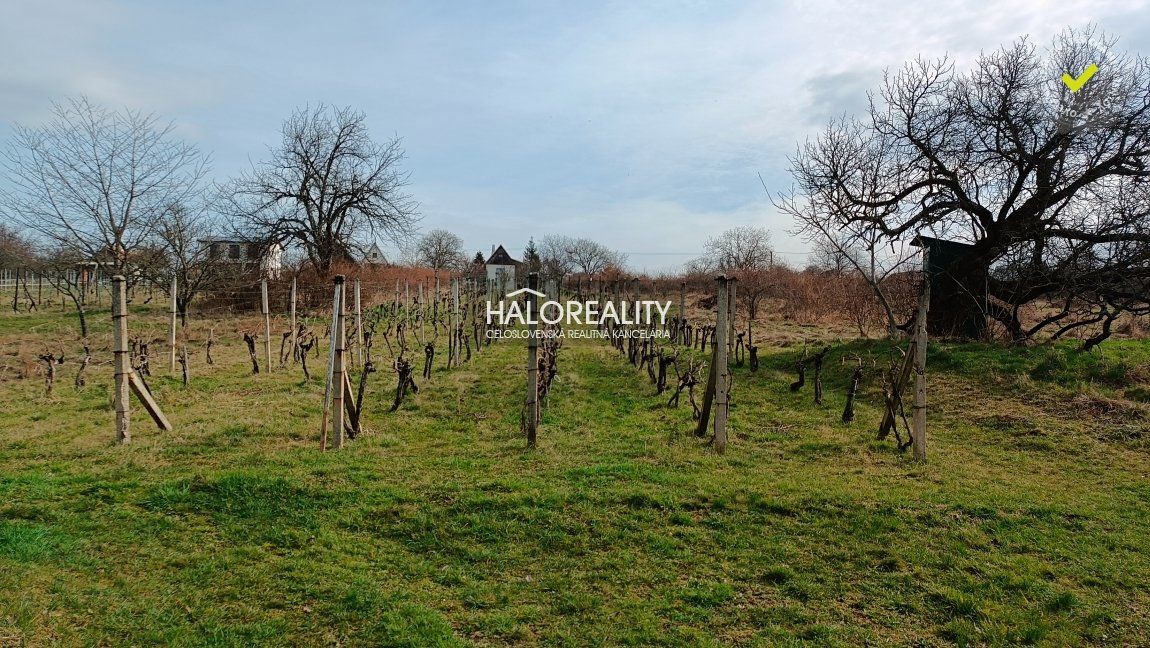 HALO reality - Predaj, rekreačný pozemok Žemberovce, s viničným domčekom - EXKLUZÍVNE HALO REALITY