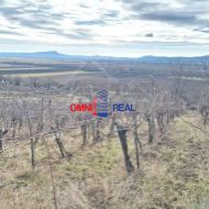 Veľmi dobre obrábaný vinohrad v obci Belá, lokalita Urbárske Lúky 8 hektárov