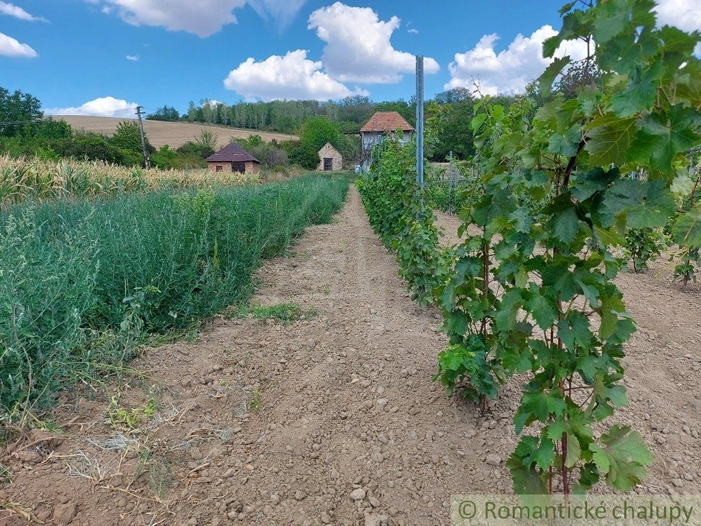 Pôvodná vínna pivnička na Modranskom viničnom vŕšku