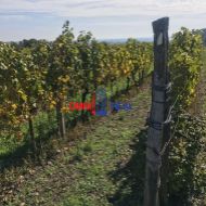 Neobrábaný vinohrad 30 árov Modra, šírka 19 m, lokalita Grefty