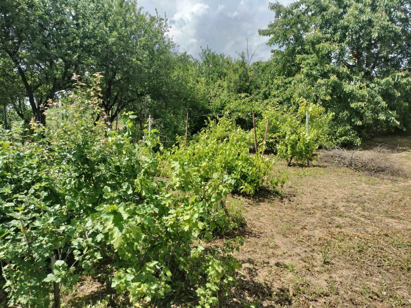 Predaj krásnej rovinatej záhrady s ovocnými stromami.