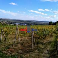 Obrábaný vinohrad Grinava, lokalita Noviny - 29 árov