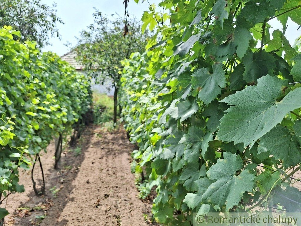 Pôvodný viničný dom s pivnicou a vinohradom na okraji podunajskej obce Moča