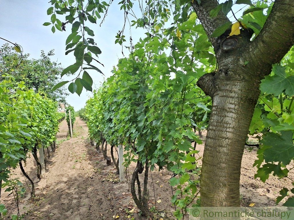 Pôvodný viničný dom s pivnicou a vinohradom na okraji podunajskej obce Moča