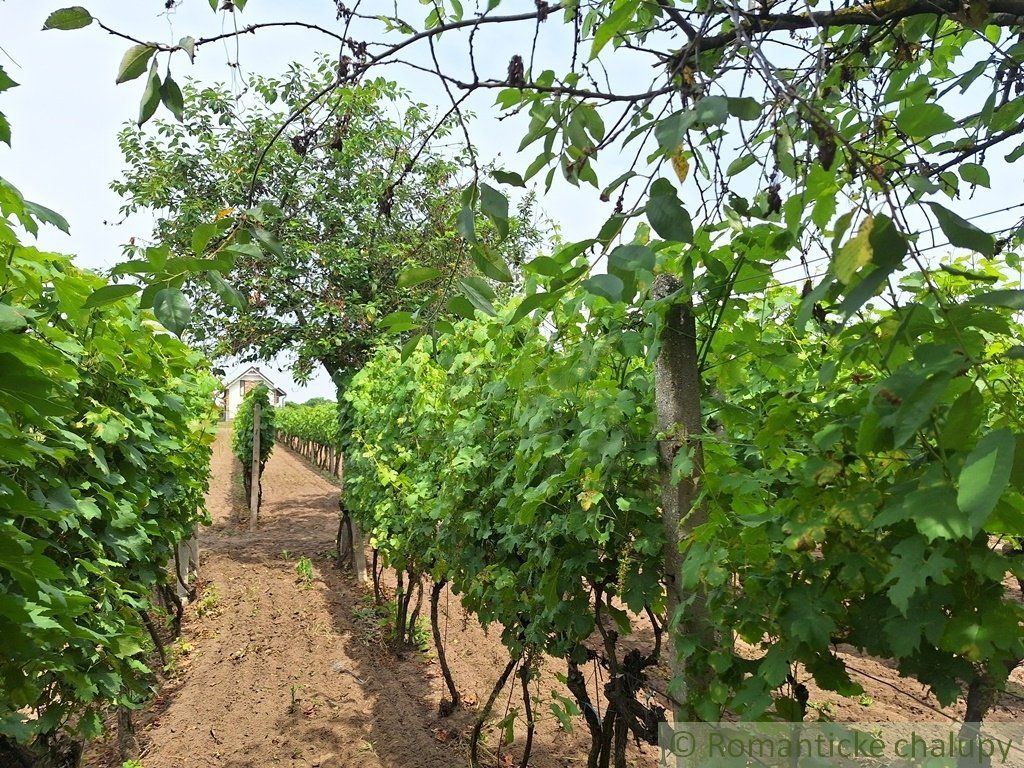 Pôvodný viničný dom s pivnicou a vinohradom na okraji podunajskej obce Moča