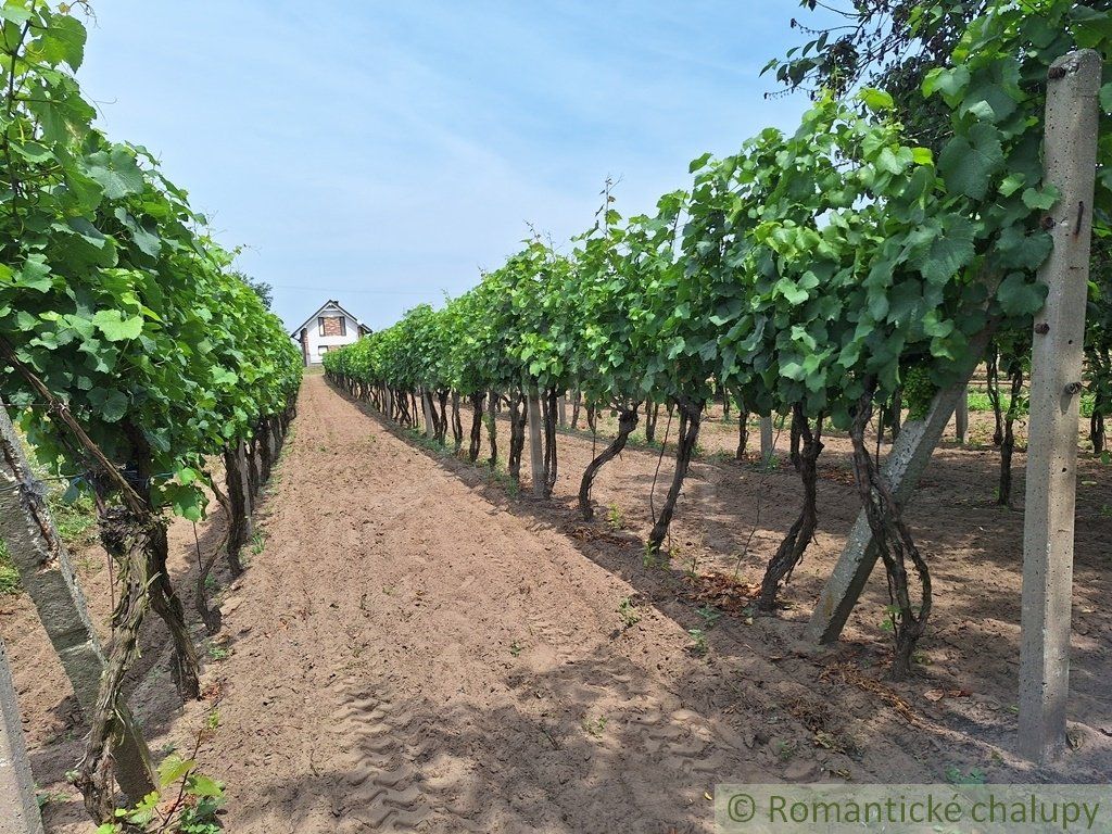 Pôvodný viničný dom s pivnicou a vinohradom na okraji podunajskej obce Moča