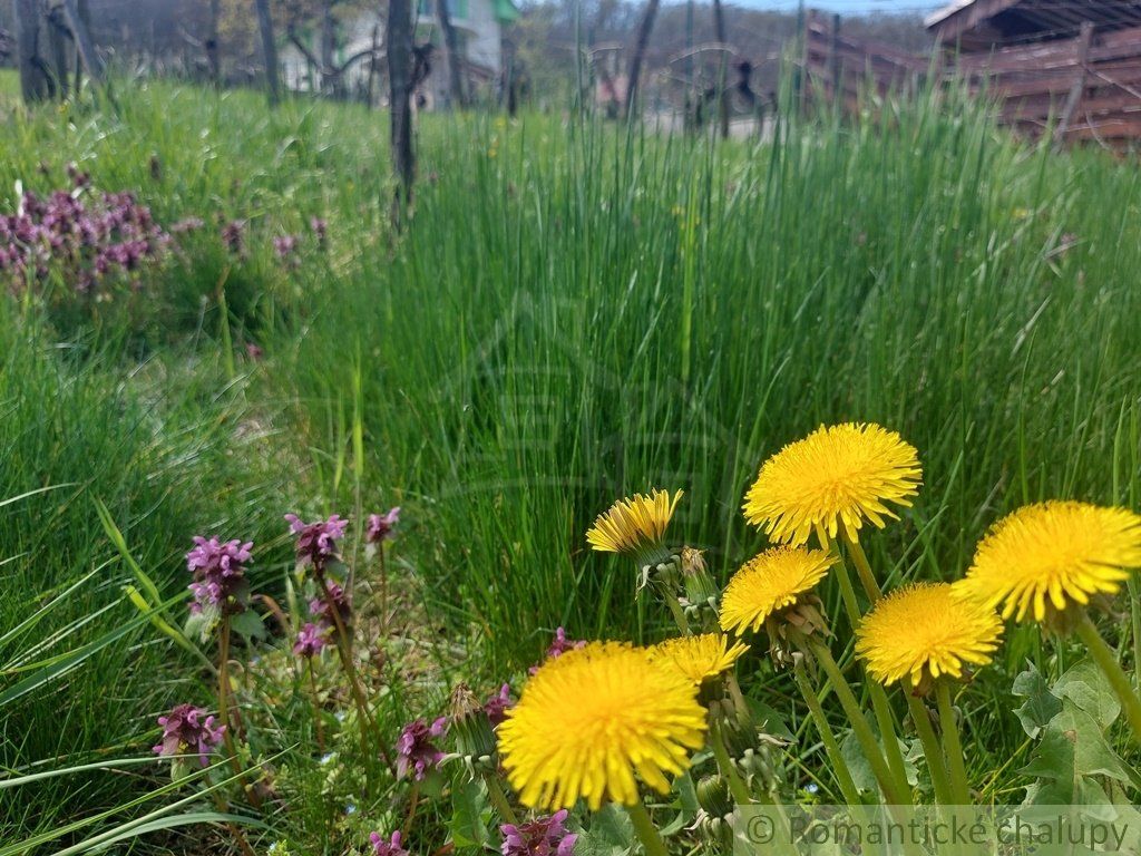 Útulne zrekonštruovaný dom na krásnom slnečnom pozemku s vinicou v obci Podhájska