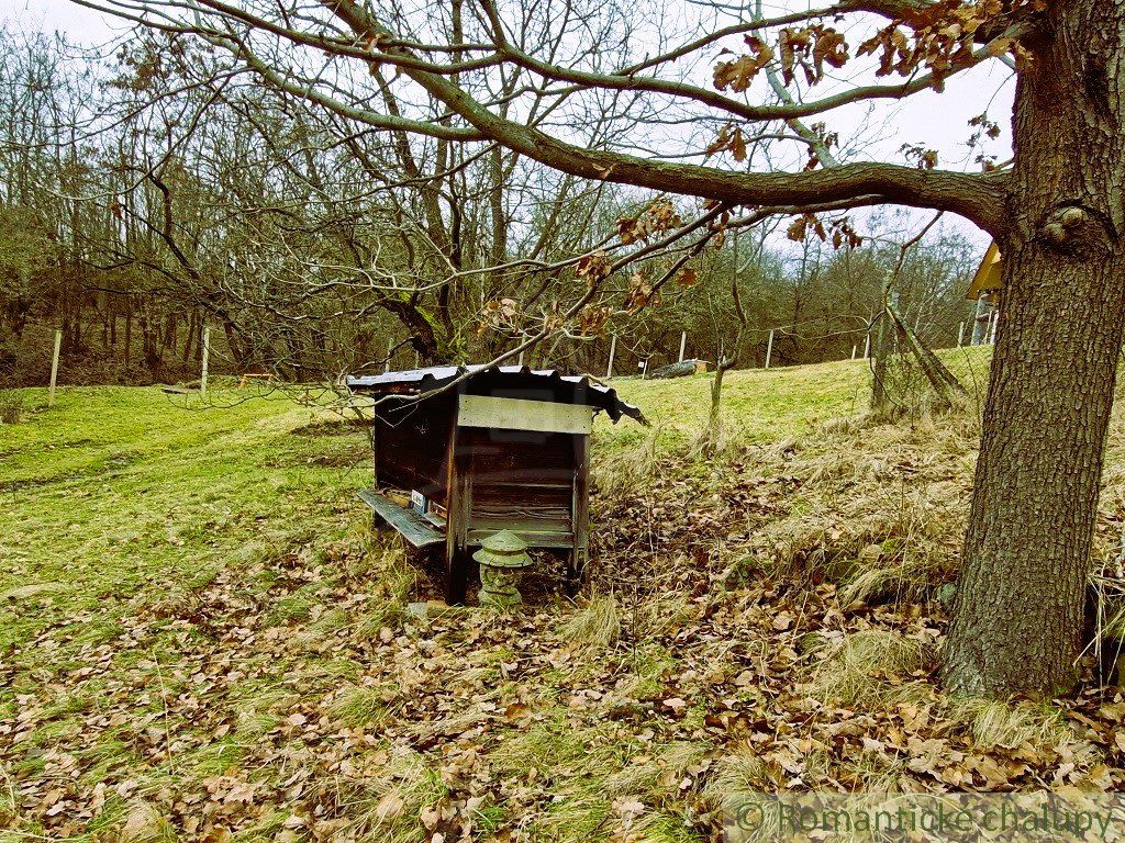 Viničný dom a vinica so vzácnou morušou v Devičanoch