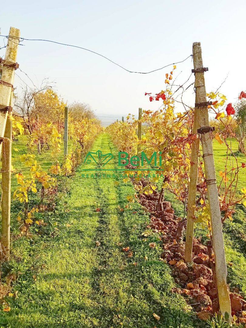 Predaj viničného domu s vinohradom - Čaka (042-12-HEKA)