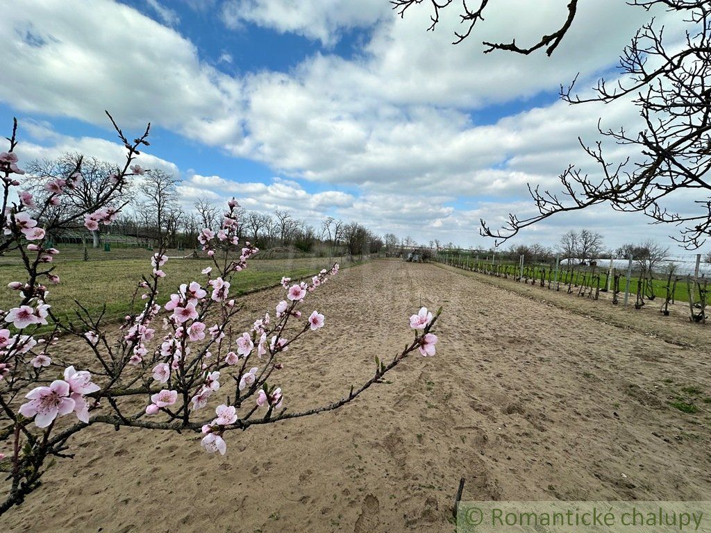 Starostlivo obrábaná záhrada s vinicou na priestrannom pozemku v obci Imeľ