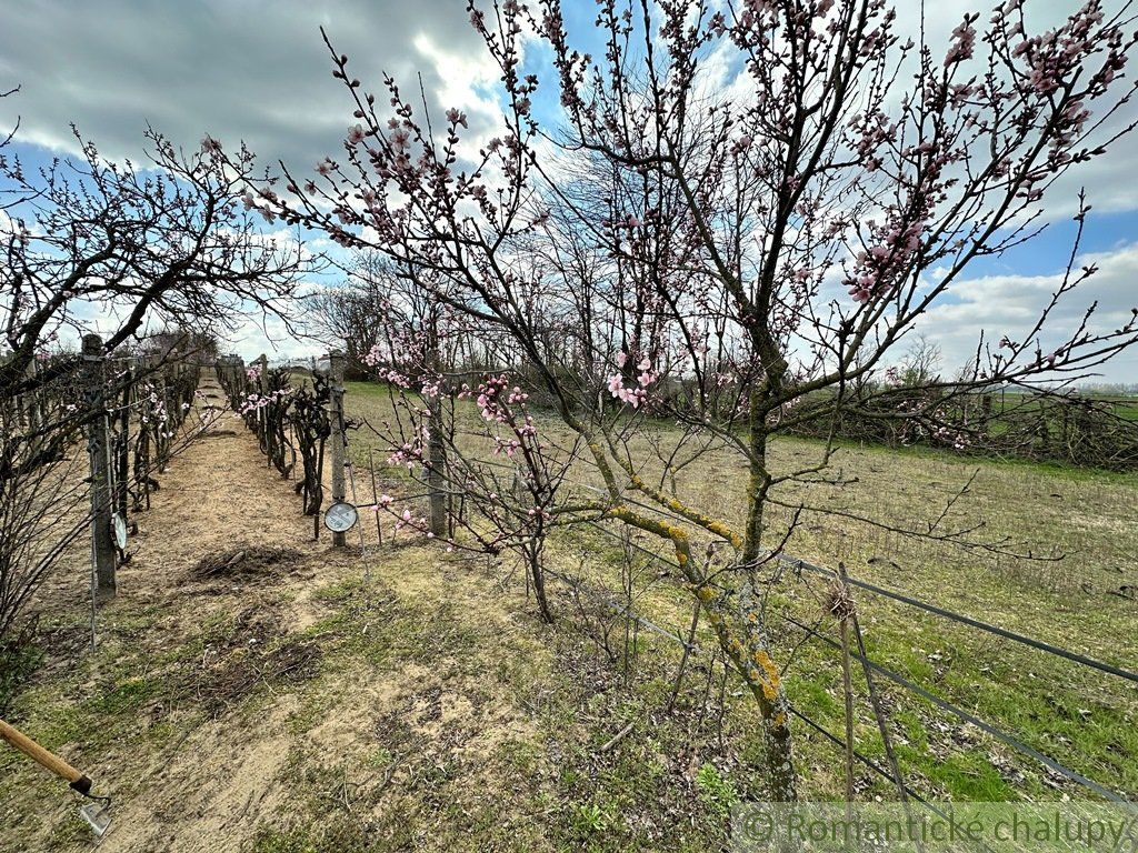 Starostlivo obrábaná záhrada s vinicou na priestrannom pozemku v obci Imeľ