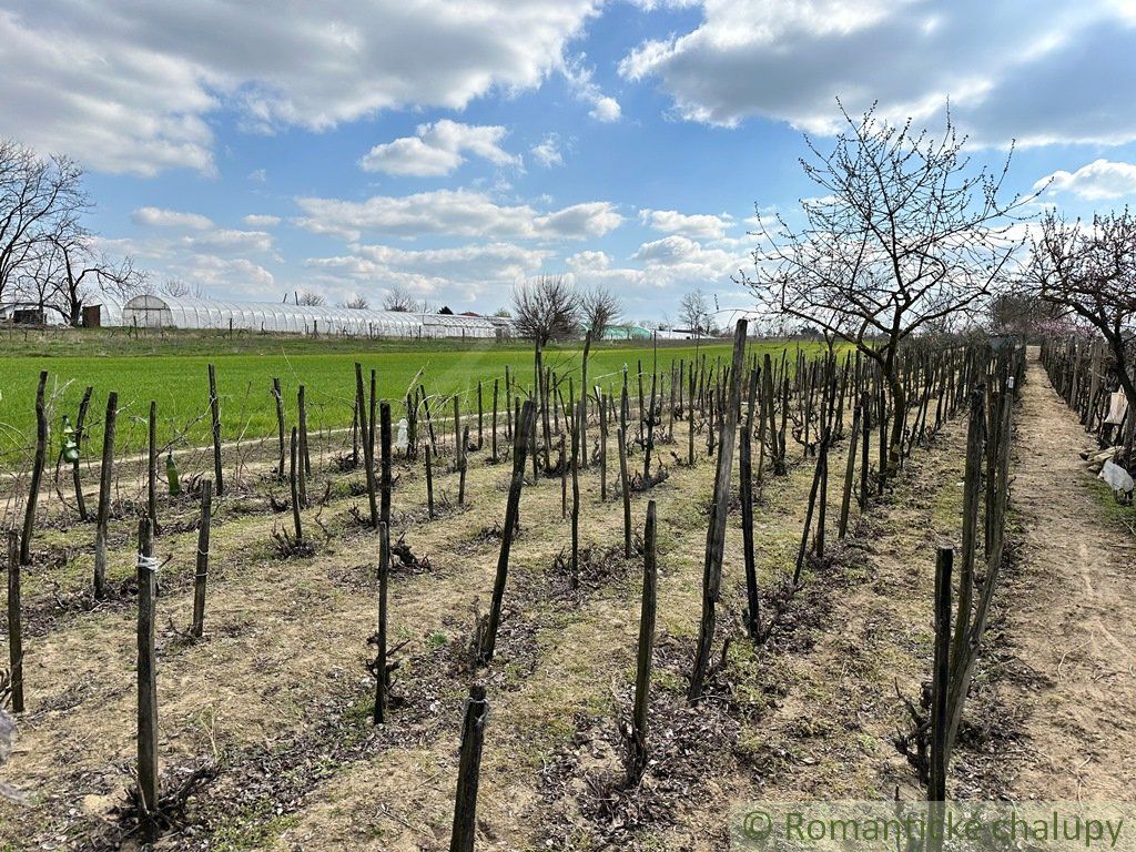 Starostlivo obrábaná záhrada s vinicou na priestrannom pozemku v obci Imeľ