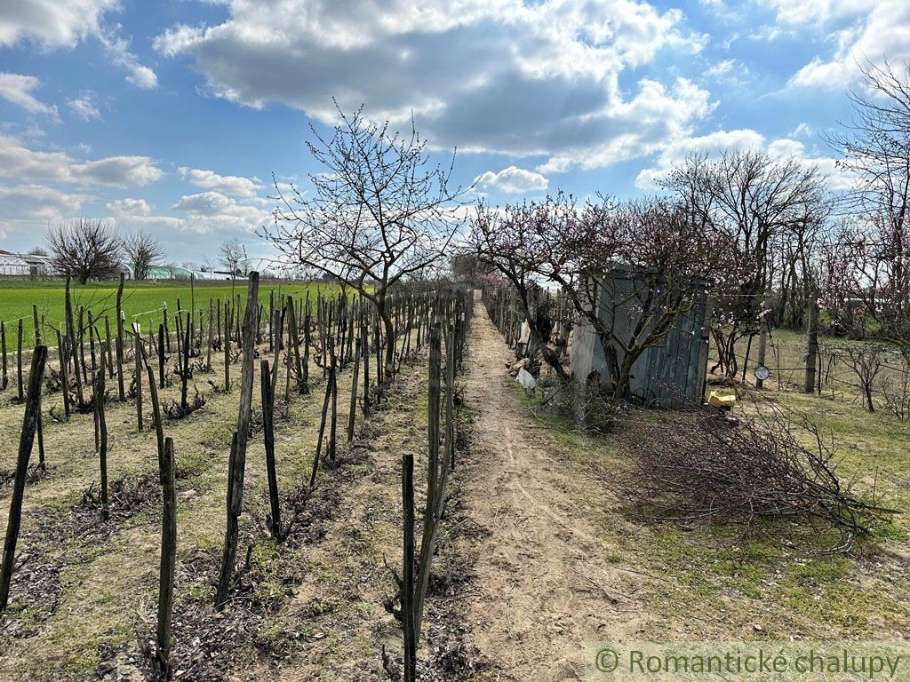 Starostlivo obrábaná záhrada s vinicou na priestrannom pozemku v obci Imeľ