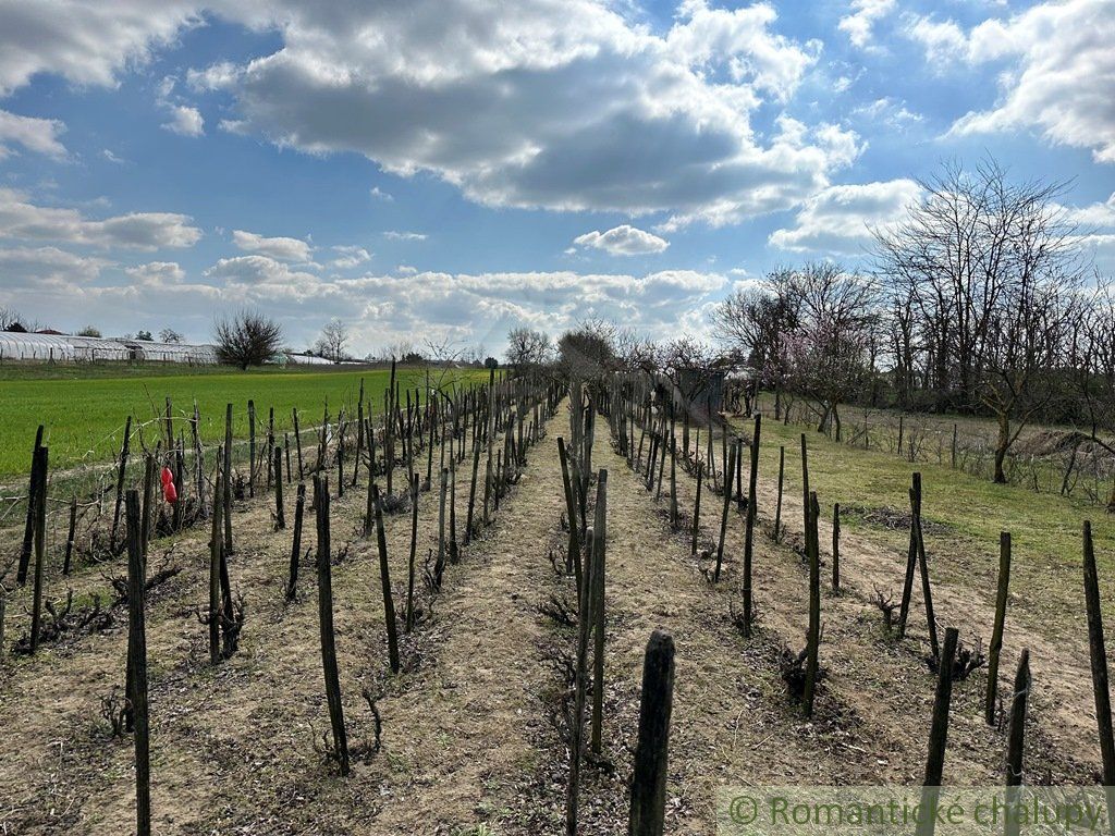 Starostlivo obrábaná záhrada s vinicou na priestrannom pozemku v obci Imeľ