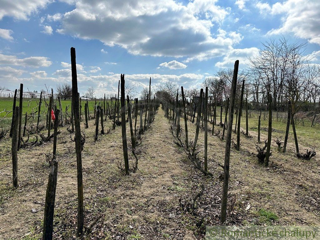 Starostlivo obrábaná záhrada s vinicou na priestrannom pozemku v obci Imeľ