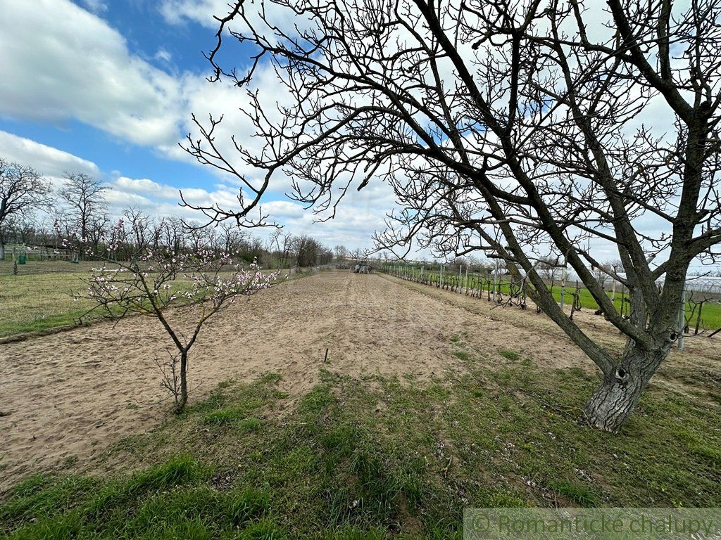 Starostlivo obrábaná záhrada s vinicou na priestrannom pozemku v obci Imeľ