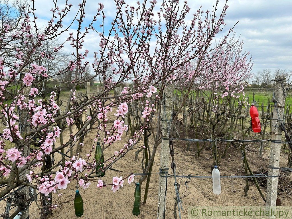 Starostlivo obrábaná záhrada s vinicou na priestrannom pozemku v obci Imeľ