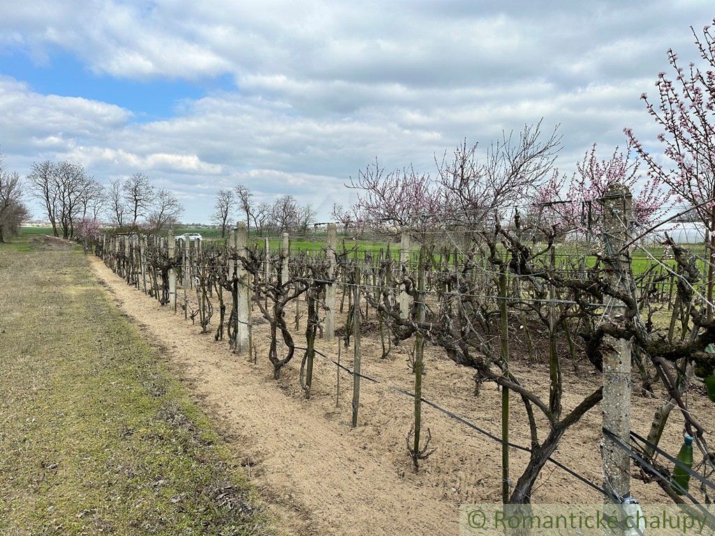 Starostlivo obrábaná záhrada s vinicou na priestrannom pozemku v obci Imeľ