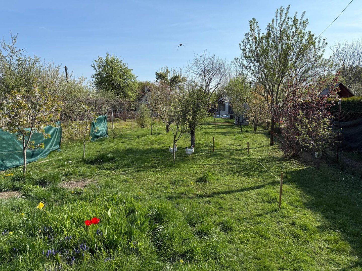 Záhrada - 600m2 s povolením na stavbu rekreačnej chaty