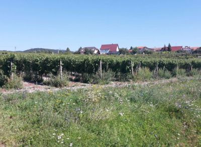 Areté real, Predaj 2926 m2 slnečného pozemku v Modre