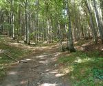 Krásny pozemok pod lesom pre rodinnú farmu, 3392 m2, Kálnica, okr. Nové Mesto n. Váhom